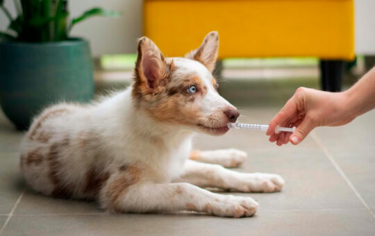 perro tomando medicina de jeringa